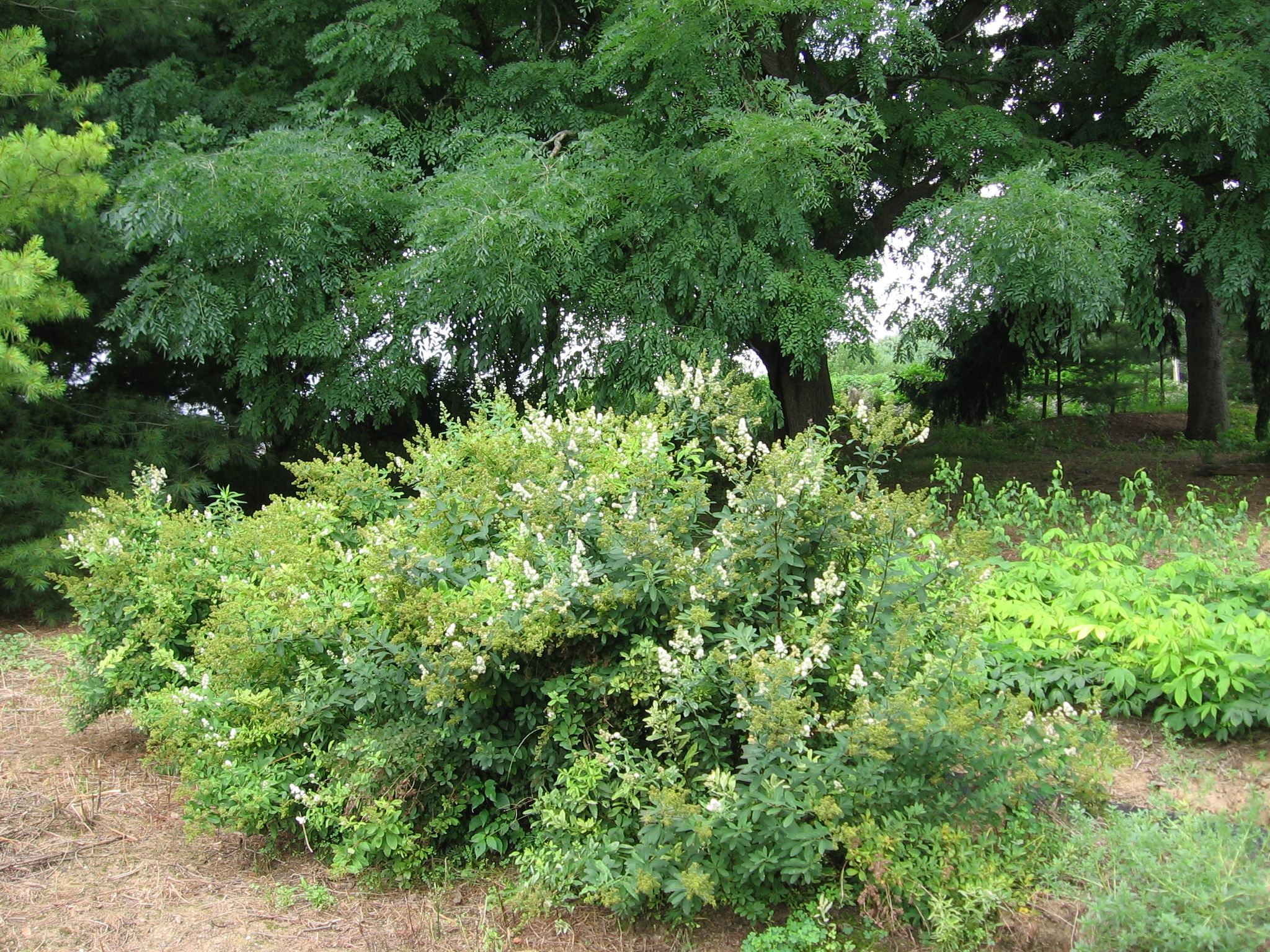 Spirea latifolia (S. alba)